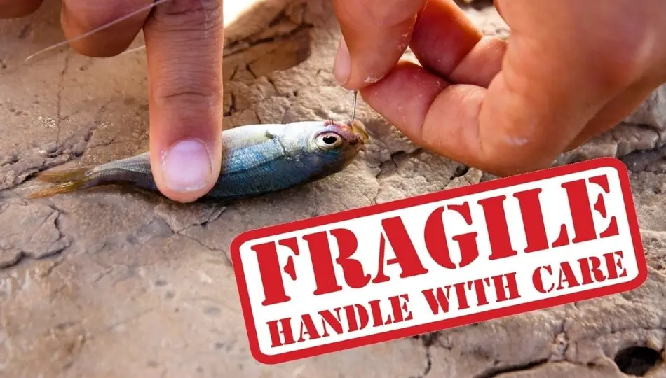 Bait Fish Fragile