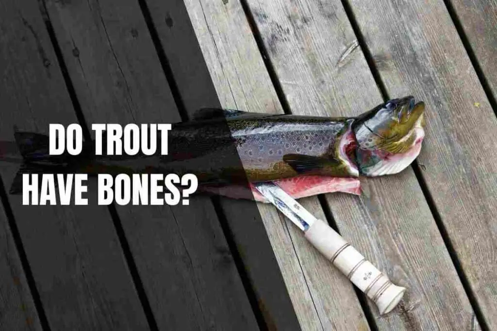 Does Trout Have Bones Begin To Fish