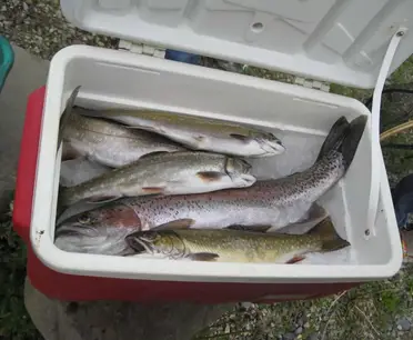 How Long Can You Keep A Fish On Ice Before Cleaning Begin To Fish