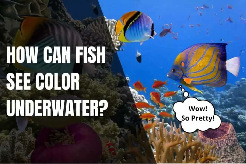 how-can-fish-see-color-underwater-begin-to-fish