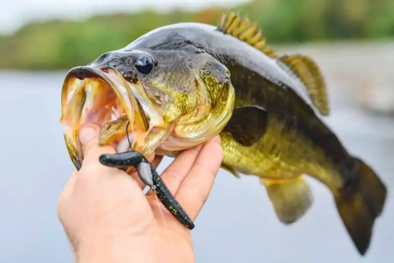 What Can You Catch Using A 12 Lb Fishing Line? - Begin To Fish