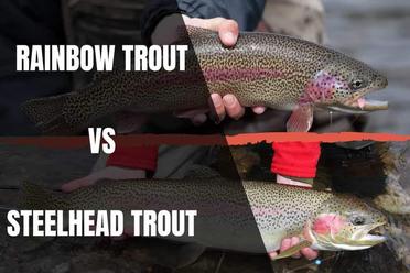 the difference between steelhead and rainbow trout