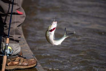 How Big a Fish Can You Catch on 6lb Line?