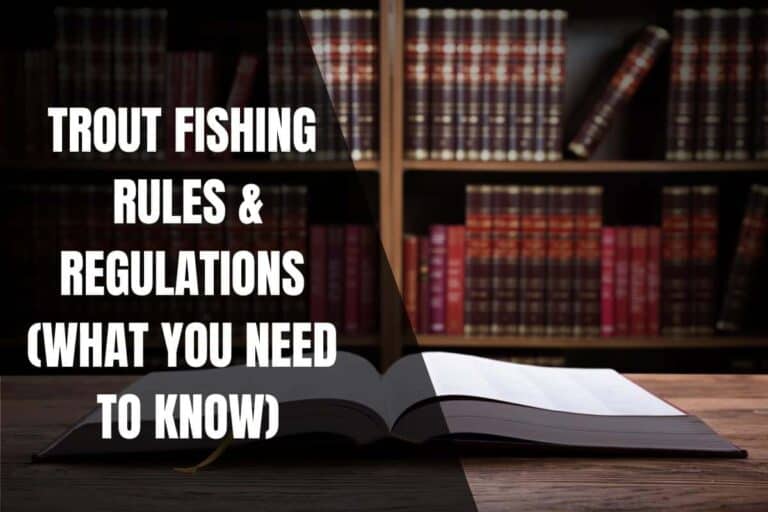 Trout Fishing Rules And Regulations (What You Need To Know) - Begin To Fish