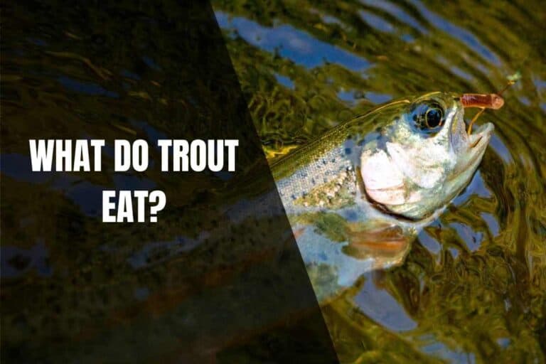 Do Trout Eat Small Fish